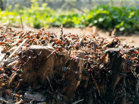 The ant hill on the tree stump closeup in the forest. Selective focus.の写真素材