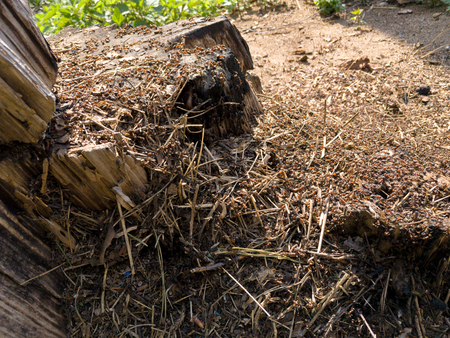 The ant hill with ants on the tree stump in the forest. Selective focus.の写真素材