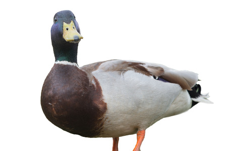 Beautiful duck.isolated on white background. Selective focus.の写真素材