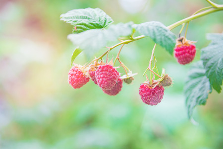 Raspberries on a branch with green leaves and lens flare in the garden. Suitable for any purprose use.の写真素材