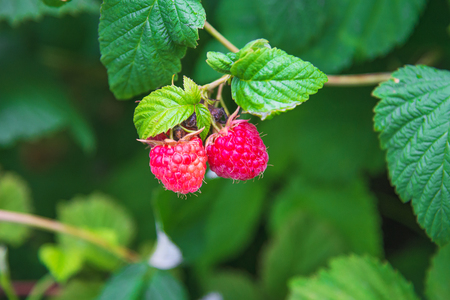 Raspberries on a branch with green leaves  in the garden. Suitable for any purprose use.の写真素材