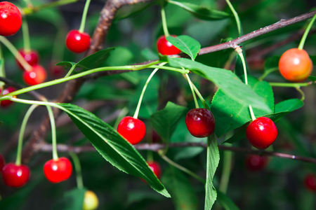 Cherries on a branch with green leafes. Selective focusの写真素材