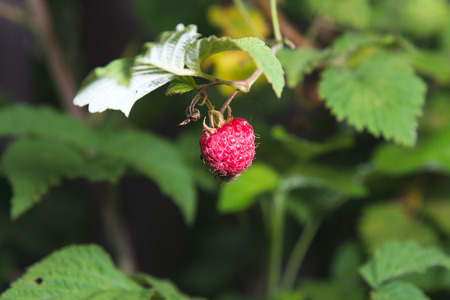 Raspberry on a branch with green leaves  in the garden. Suitable for any purprose use.の写真素材