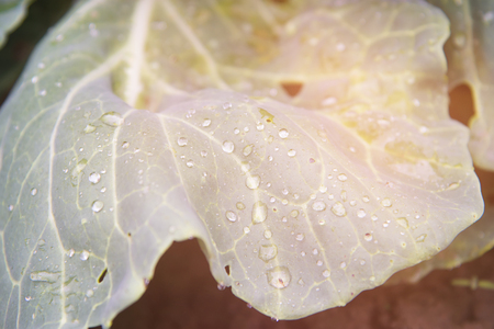 Cabage leaf with dew and lens flare closeup. Selective focus. Suitable for any purprose use.の写真素材