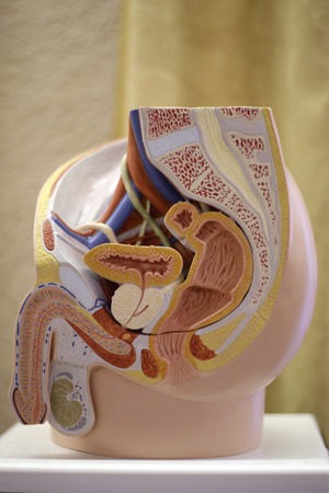 Masculine male sagittal section in plastic model. Selective focus.の写真素材