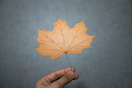 dried maple leaf in fingers on dark grey backgroubd
