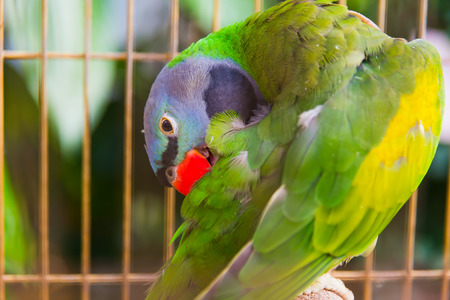 Big green parrot in the cage in zoo. Selective focus.