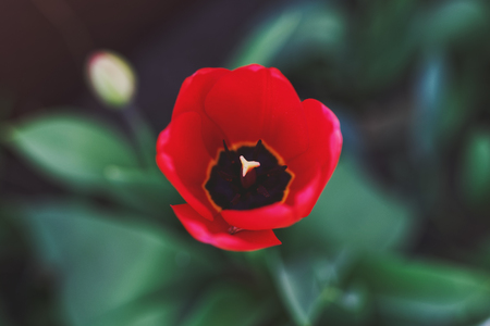 Open bud of a Red tulp flower closeup, Selective focus. Gardening conceptの写真素材