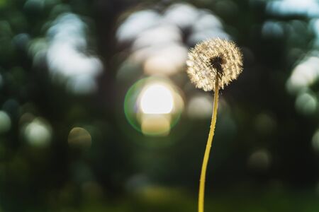 White dandelion flower on blurred green background somewhere in the Park with lens flare. Selective focus.の写真素材