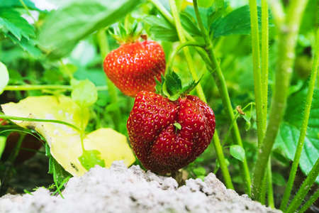 Branch with red and green strawberries and a green leavesの写真素材