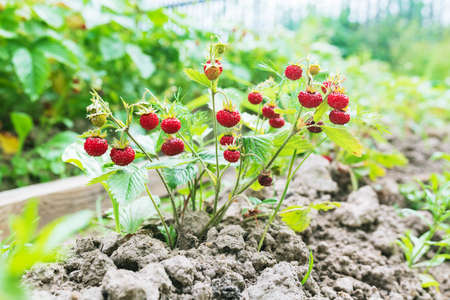 Wild garden strawberry and berries. High quality photoの写真素材