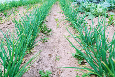 Green onions on the garden plotの写真素材