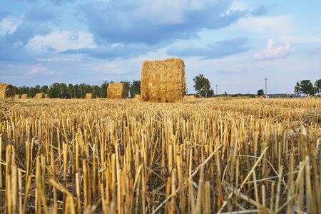 Harvested rye field with cylindrical bales of hay on it under evening sunny sky. Agriculture concept.の写真素材