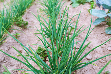 Ridges with green onion on the field. Selective focus. Agrary farming concept.の写真素材