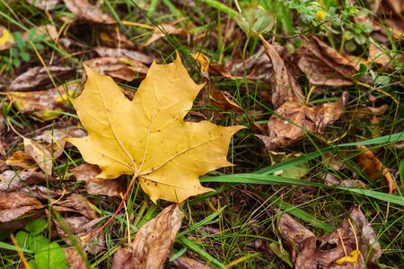 Yellow maple leaf on the groundの写真素材