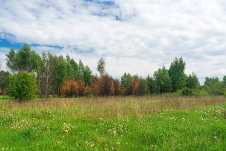 A close up of a green field with trees. High quality photoの写真素材
