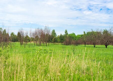 A close up of a green field with trees. The garden with dry trees turns into a thicket of deciduous forest. High quality photoの写真素材