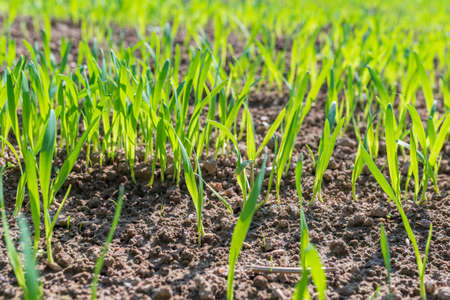 Vibrant green grass close up.の写真素材