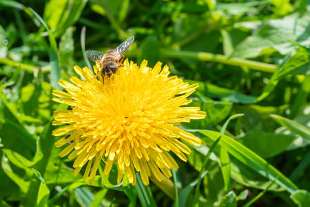 bee on the yellow dandelion flower on a green background of grass in the garden. High quality photoの写真素材