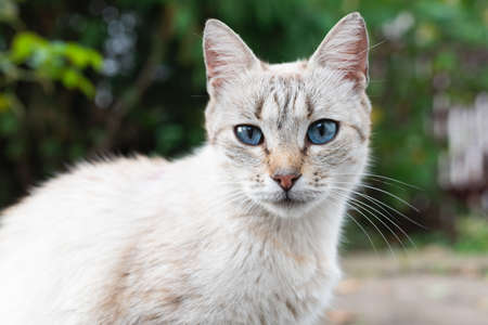 Gray cat with blue eyes on the street close up. High quality photoの写真素材