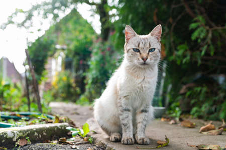 Gray cat with blue eyes on the street. High quality photoの写真素材