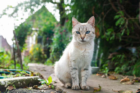 Gray cat with blue eyes on the street. High quality photoの写真素材