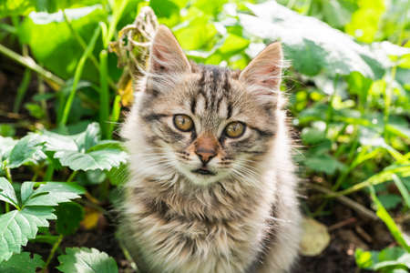 Grey striped fluffy kitten sitting on top of a green plant in a garden. High quality photoの写真素材