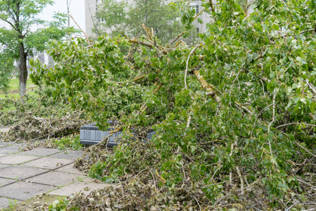 A fallen tree with intact green leaves lies across a paved area, partially covering equipment. Its...