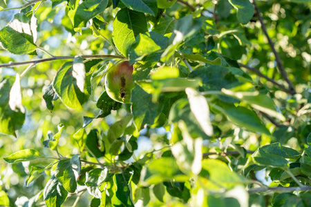 A single apple on a leafy branch displays a blend of green and red hues, signaling ripening. Sunlight filters through the foliage, creating a soft glow and highlighting natural texture.の写真素材