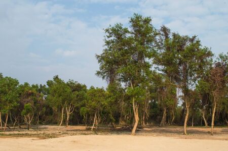 The forest on the sandの写真素材