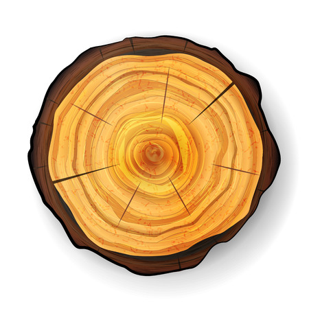 Cross Section Tree Wooden Stump Vector. Trunk Stump. Isolated Illustration.のイラスト素材