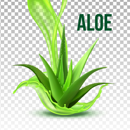 Realistic Foliage Green Plant Aloe Vera Vector. Medicinal Plant With Fresh Splash Juice On Transparency Grid Background. Constituent Of Cosmetology And Pharmacy Lotion Or Cream 3d Illustrationのイラスト素材