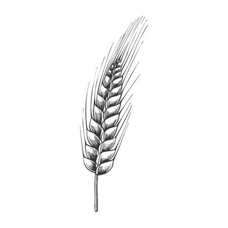 Designed Agriculture Grain Wheat Ripe Spike Vector. Farming Harvest Wheat For Flour And Produce Bread, Cake Or Bakery Product. Organic Growth Monochrome Hand Drawn Cartoon Illustrationのイラスト素材