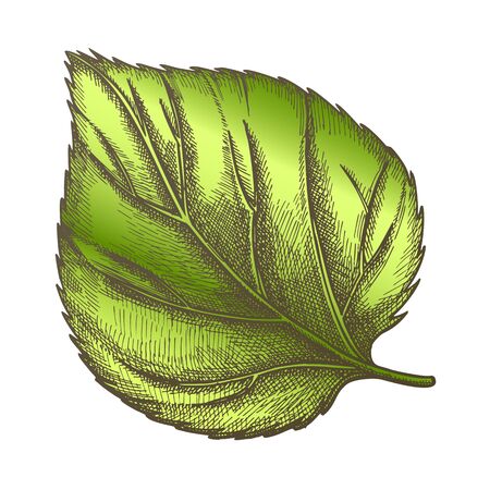 Nature Leaf Of Herbaceous Hop Plant Closeup . Leaf Of Liana Genus, Close Relatives Is Hemp And Cannabis. Detail Of Decorative And Climbing Branch. Color Hand Drawn Illustrationのイラスト素材