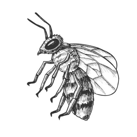 Striped Bee Flying Insect Animal Side View . Bee Swarm Is Large Group Of Pollinators In Ecosystem And Important In Agriculture Sphere. Black And White Designed Cartoon Illustrationの写真素材