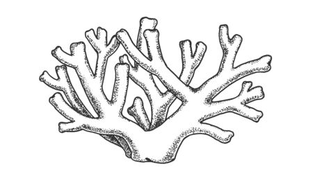 Oceanic Reef Algae Seaweed Coral Vintage Vector. Coral Ocean Or Sea Benthal Decoration, Tropical Exotic Aqua World Undersea Polyp Plant Concept. Designed Template Black And White Illustrationのイラスト素材