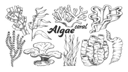 Collection Algae Seaweed Coral Set Vintage Vector. Different Algae Underwater Species, Marine Creatures, Sea Or Ocean Flora And Fauna Concept. Designed Template Monochrome Illustrationsのイラスト素材