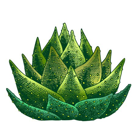 Succulent Leaves Agave Cactus Hand Drawn Vector. Agave Popular Ornamental Plant Growing In Hot Climate. Tequila Ingredient Designed In Retro Style Template Color Illustrationのイラスト素材
