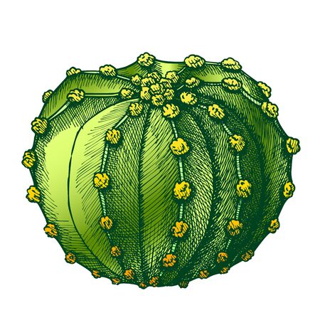 Bloomy Wild Desert Plant Cactus Hand Drawn Vector. Round Flowered Succulent Cactus Exotic Nature Concept. Family Cactaceae Designed In Retro Style Template Color Illustrationのイラスト素材