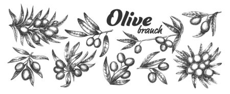 Assortment Different Olive Branch Set Ink Vector. Collection Natural Olive Branch With Leaves And Berries Concept. Designed Farming Agricultural Tree Template Black And White Illustrationsのイラスト素材