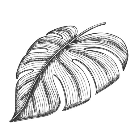 Monstera Tropical Exotic Leaf Hand Drawn Vector. Flowering Houseplant Floral Frond Leaf. Element Of Beautiful Nature Botanical Herb Designed In Vintage Style Black And White Illustrationのイラスト素材