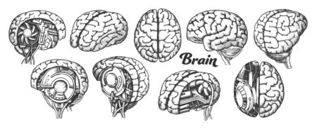 Collection In Different Views Brain Set Vector. Many Kinds And Modification Of Cyber And Human Brain. Anatomy Medical Neurology Element Hand Drawn In Vintage Style Monochrome Illustrationsのイラスト素材