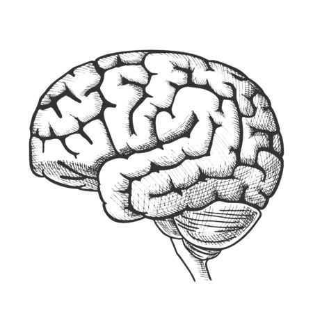 Head Organ Human Brain Side View Vintage Vector. Engraved Brain For Medical Anatomy Education. Intelligence, Memory And Think Organism People Element Designed In Retro Style Monochrome Illustrationのイラスト素材