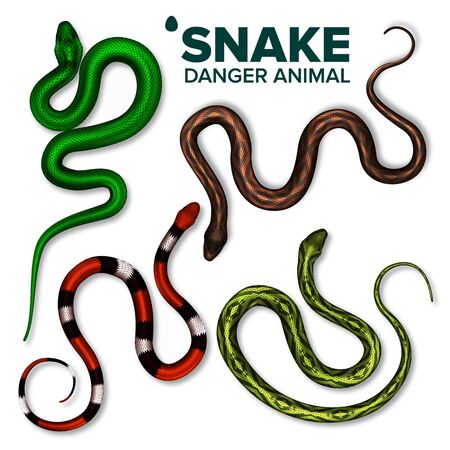 Snake Collection Of Wild Danger Animal Set Vector Top View. Brightly Multicolored Skin Snake. Crawling Dangerous Venomous Viper. Deadly Tropical Serpent Wildlife Realistic 3d Illustrationsのイラスト素材