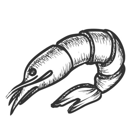 Shrimp Delicious Sea Animal Monochrome Vector. Fresh Or Boiled Shellfish, Prawn Or Shrimp. Crustacean Engraving Concept Template Hand Drawn In Vintage Style Black And White Illustrationのイラスト素材