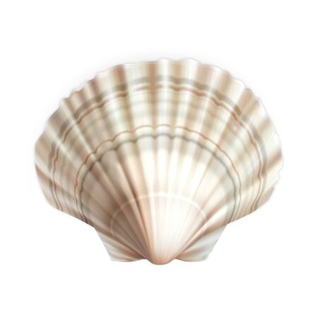 Scallop Shell Decorative Ocean Mollusk Vector. Natural Scallop Cockleshell Fish Exotic Food And Travel Souvenir. Restaurant Culinary Delicacy Seafood Concept Layout Realistic 3d Illustrationのイラスト素材