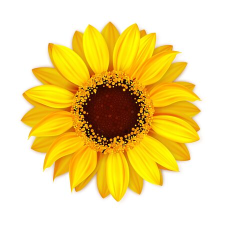 Sunflower Blooming Botanical Nature Flower Vector. Blossom Sunflower With Seeds And Petals, Seasonal Natural Botanical Floral Plant For Oil Product. Agriculture Realistic 3d Illustrationのイラスト素材
