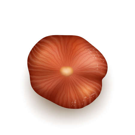 Hazelnut Natural Nut Kernel Bio Nutrition Vector. Hazelnut Vegetarian Whole Delicious Product. Fresh Cobnuts Or Filberts Harvest, Vitamin Hazel Seed Ingredient Template Realistic 3d Illustrationのイラスト素材