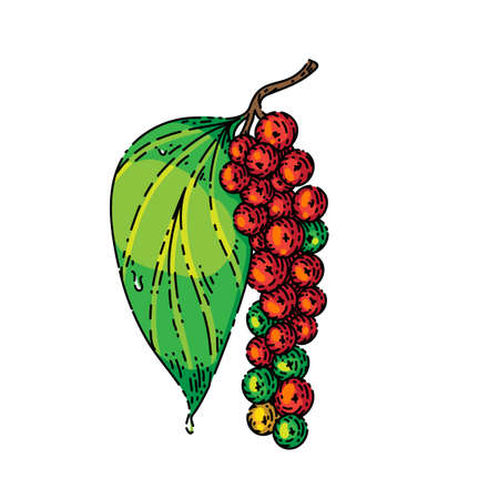 peppercorn pepper branch sketch hand drawn vector leaf plant, nigrum piper, fresh spice, black corn vintage color line illustrationのイラスト素材