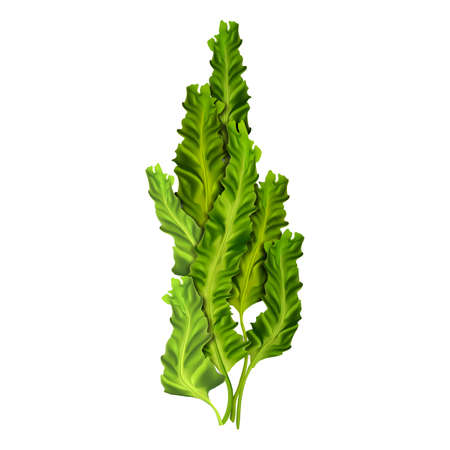 Seaweed Ocean Underwater Natural Plant Vector. Undersea Seaweed Algae, Vegan Vitamin Nutrition, Spirulina Ingredient. Wild Aquatic Botanical Herb Green Leaf Template Realistic 3d Illustrationのイラスト素材